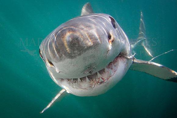 A white shark approaches trailing intestines from a recently killed sea lion at Seal Island, South Africa