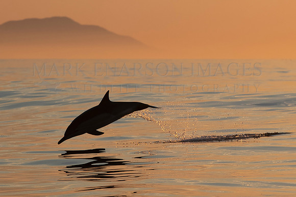 A common dolphin at sunset in False Bay, South Africa