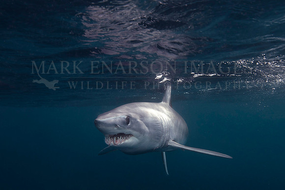 A mako shark in the pelagic water beyond Cape Point, South Africa