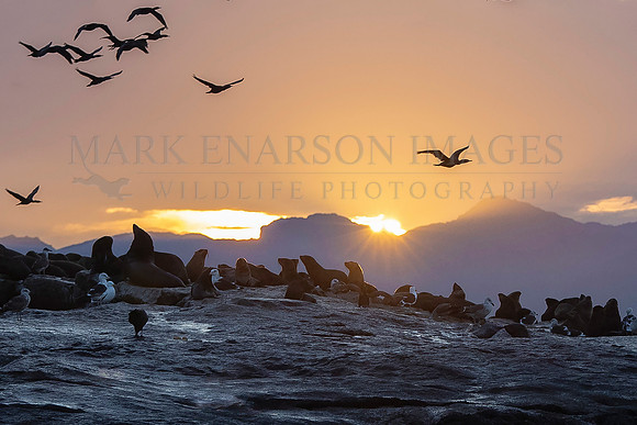 Sunrise over Seal Island, South Africa
