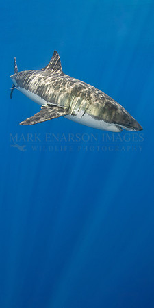 A white shark at Isla Guadalupe, Mexico