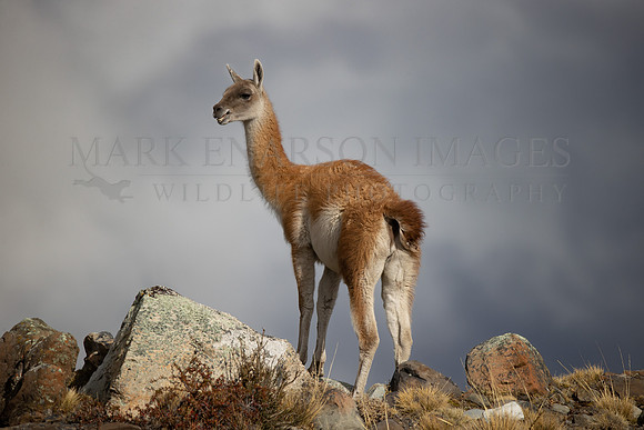 A guanaco under stormy skies, at Torres del Paine, Chile