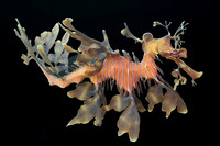 A leafy sea dragon in South Australia's Tumby Bay