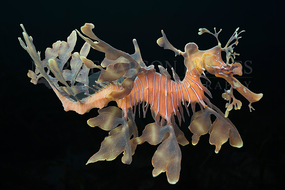 A leafy sea dragon in South Australia's Tumby Bay