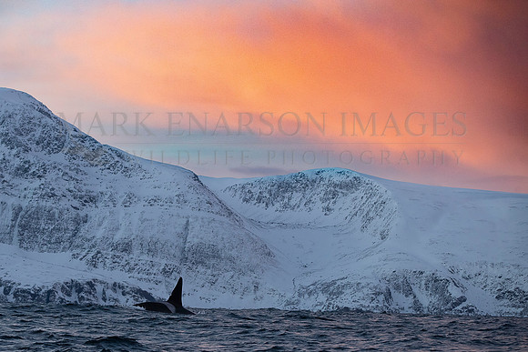 Orca hunt for herring in the frigid water of the Norwegian fjords under the low, colourful winter light