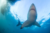 A white shark circles below a cage diving boat at the Neptune Islands, South Australia