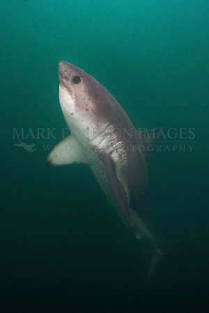 A salmon shark rises out of the frigid depths of Prince William Sound, Alaska