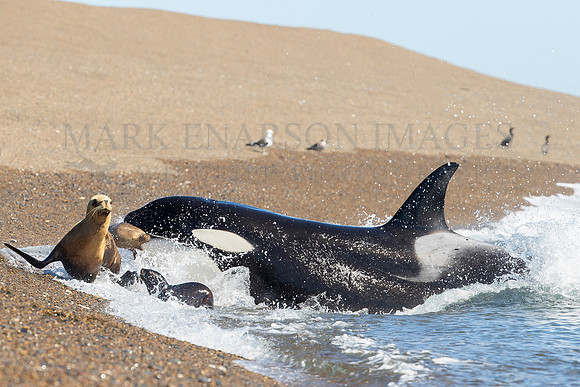 An orca captures a screaming juvenile South American sea lion from the beach at Punta Norte, Argentina