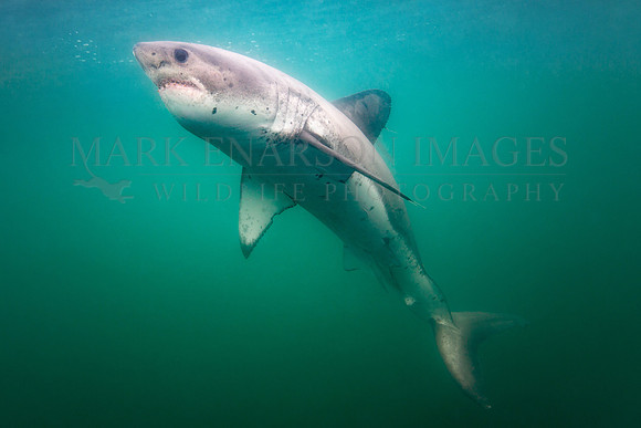 A salmon shark hunts the cold waters of Prince William Sound, Alaska