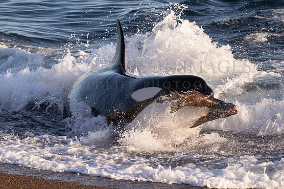 An orca strands, capturing a screaming South American sea lion pup, at Punta Norte, Argentina