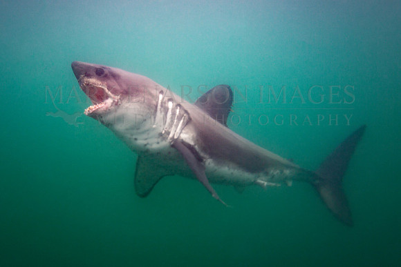 A salmon shark hunts the cold waters of Prince William Sound, Alaska