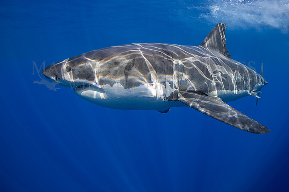 A white shark at Isla Guadalupe, Mexico