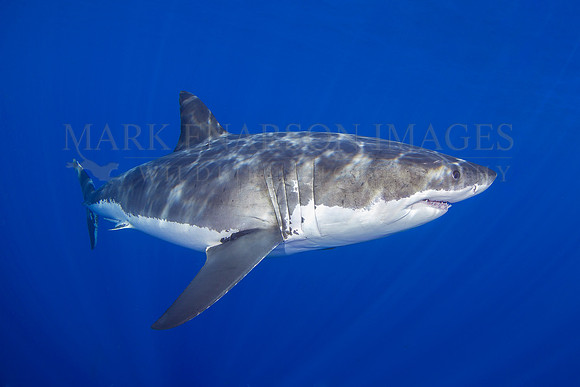 A white shark at Isla Guadalupe, Mexico
