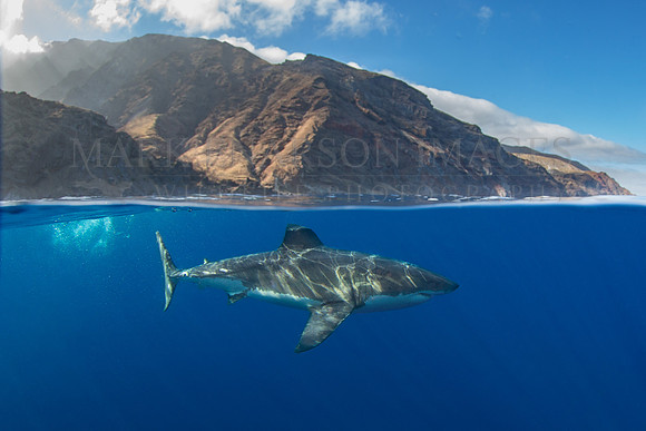 A white shark at Isla Guadalupe, Mexico