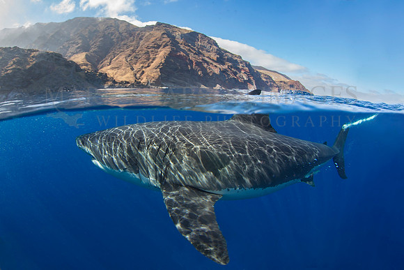 A white shark at Isla Guadalupe, Mexico