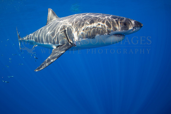 A white shark at Isla Guadalupe, Mexico