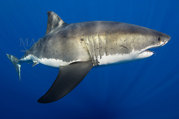 A white shark at Isla Guadalupe, Mexico