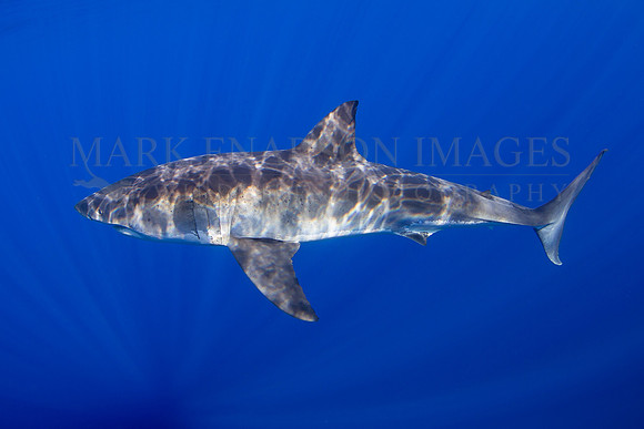 A white shark at Isla Guadalupe, Mexico