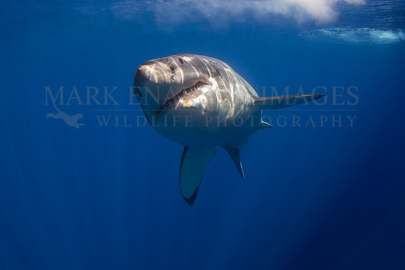 A white shark at Isla Guadalupe, Mexico