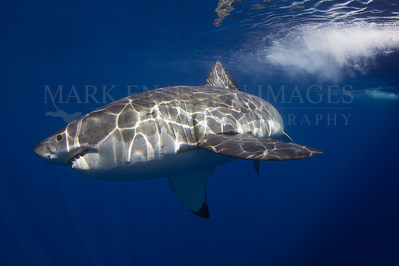 A white shark at Isla Guadalupe, Mexico