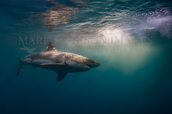 A white shark at Isla Guadalupe, Mexico