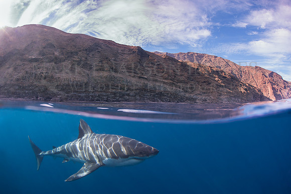 A white shark at Isla Guadalupe, Mexico