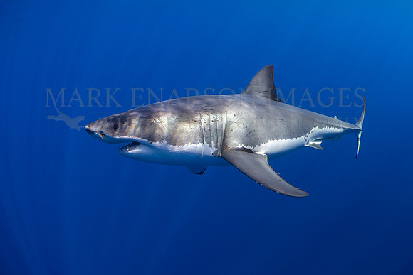 A white shark at Isla Guadalupe, Mexico