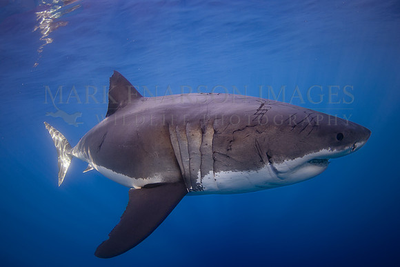 A white shark at Isla Guadalupe, Mexico
