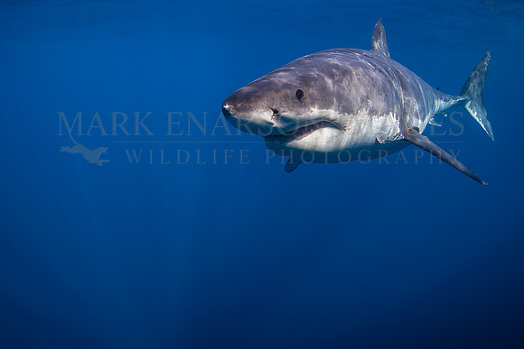A white shark at Isla Guadalupe, Mexico