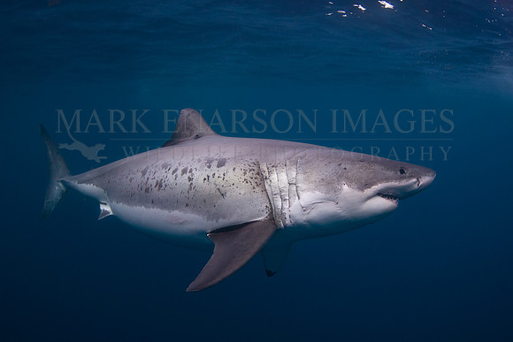 A white shark at Isla Guadalupe, Mexico