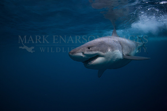 A white shark at Isla Guadalupe, Mexico