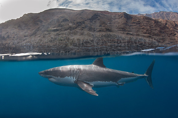 A white shark at Isla Guadalupe, Mexico