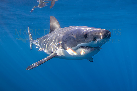 A white shark at Isla Guadalupe, Mexico