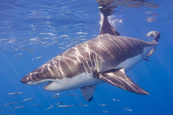 A white shark at Isla Guadalupe, Mexico