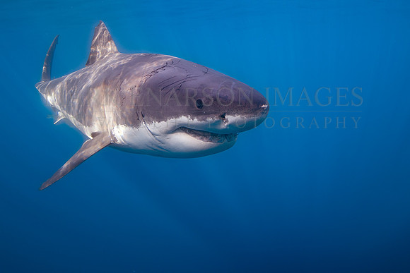 A white shark at Isla Guadalupe, Mexico