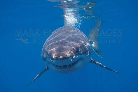 A white shark at Isla Guadalupe, Mexico