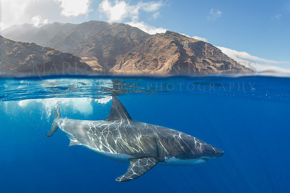 A white shark at Isla Guadalupe, Mexico