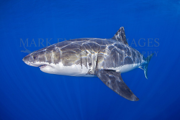 A white shark at Isla Guadalupe, Mexico