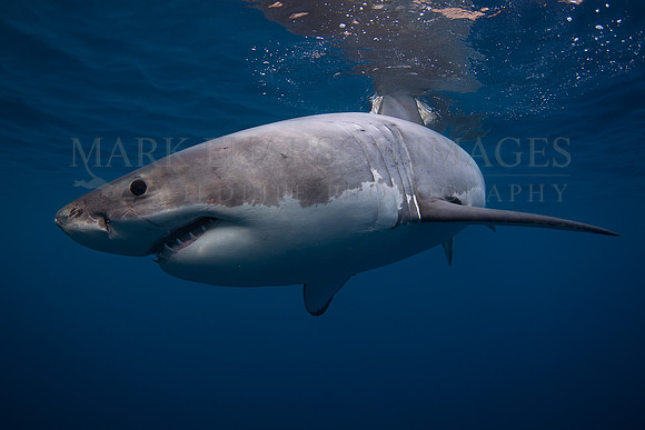 A white shark at Isla Guadalupe, Mexico