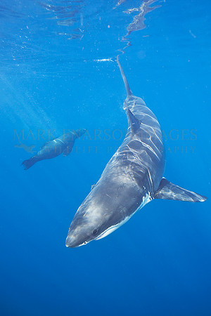 A white shark is harassed by a Guadalupe fur seal at Isla Guadalupe, Mexico