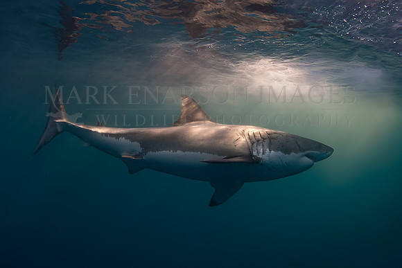A white shark at Isla Guadalupe, Mexico