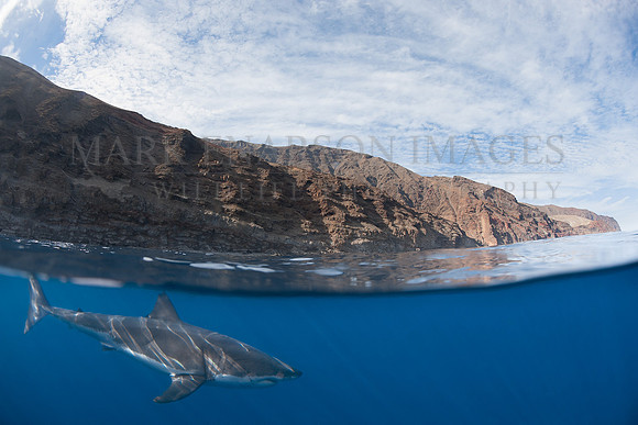 A white shark at Isla Guadalupe, Mexico