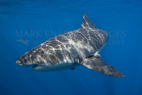 A white shark at Isla Guadalupe, Mexico