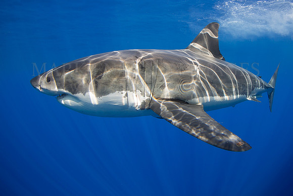A white shark at Isla Guadalupe, Mexico