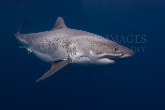 A white shark at Isla Guadalupe, Mexico