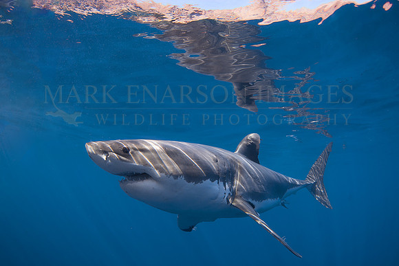 A white shark at Isla Guadalupe, Mexico