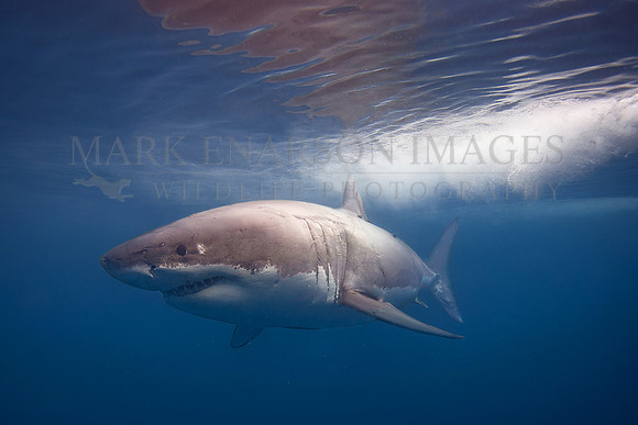 A white shark at Isla Guadalupe, Mexico