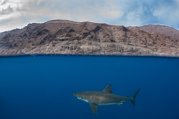 A white shark at Isla Guadalupe, Mexico