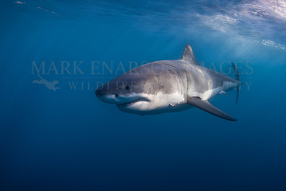 A white shark at Isla Guadalupe, Mexico