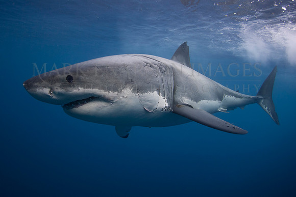 A white shark at Isla Guadalupe, Mexico